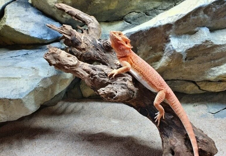 Oranžový agama chameleon sedící na kusu dřeva v teráriu.