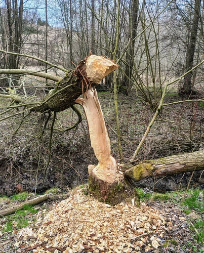 Bobr obecný kácí strom pro stavbu hradu.