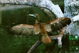 Kormorán rozkládá křídla na větvi nad vodou.