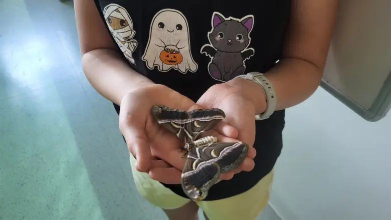 Dítě drží v dlaních velkého motýla z čeledi saturnovcovití.