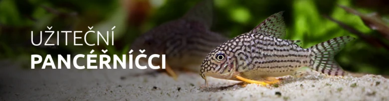 Pancéřníček (Corydoras) na štěrkovém podkladu v akváriu.
