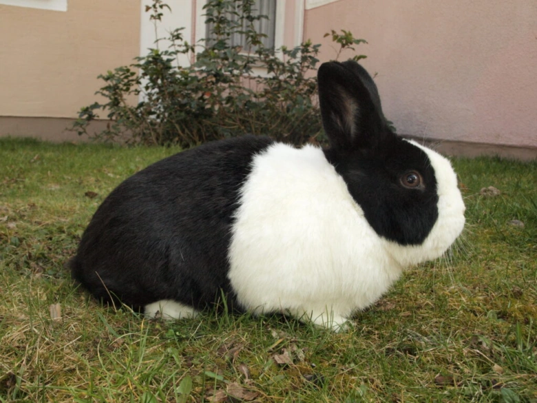 Černobílý králíček sedící na trávě venku.