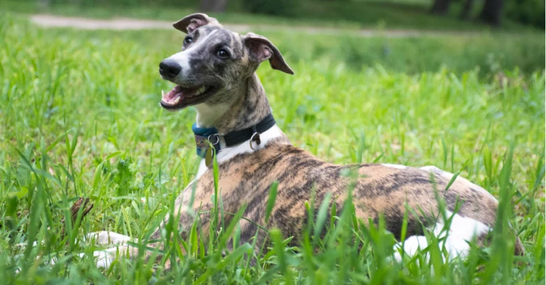 Brindle whippet pes leží na trávníku v přírodě.