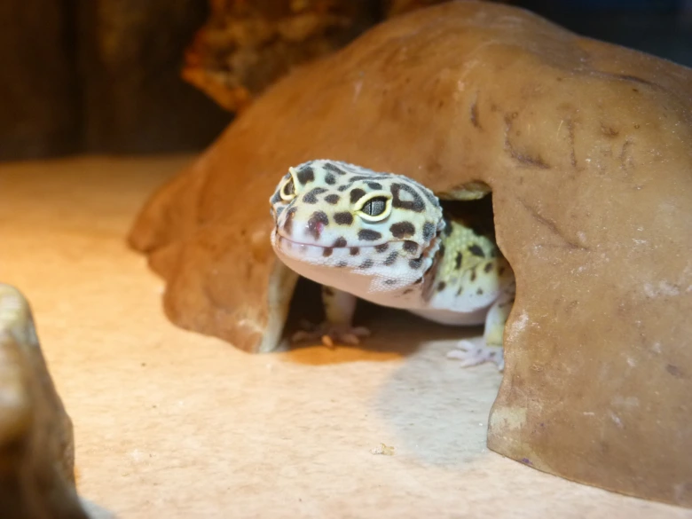Geckon panenský vyhlíží z úkrytu v terárii.