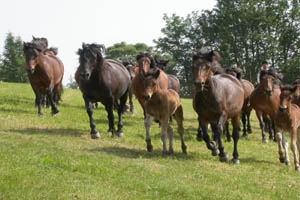Hucul horses running in field
