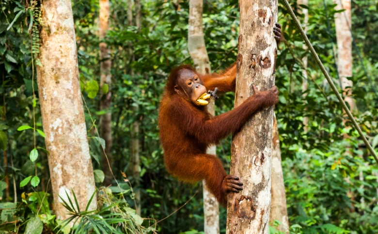 Orangután se šplhá po stromě v džungli.