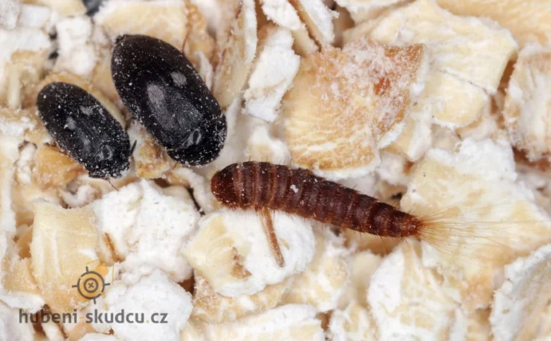Dvě brouky a jedna larva kožeje na zrnu