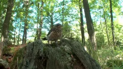 Brhlík lesní sedící na kmeni v lese.