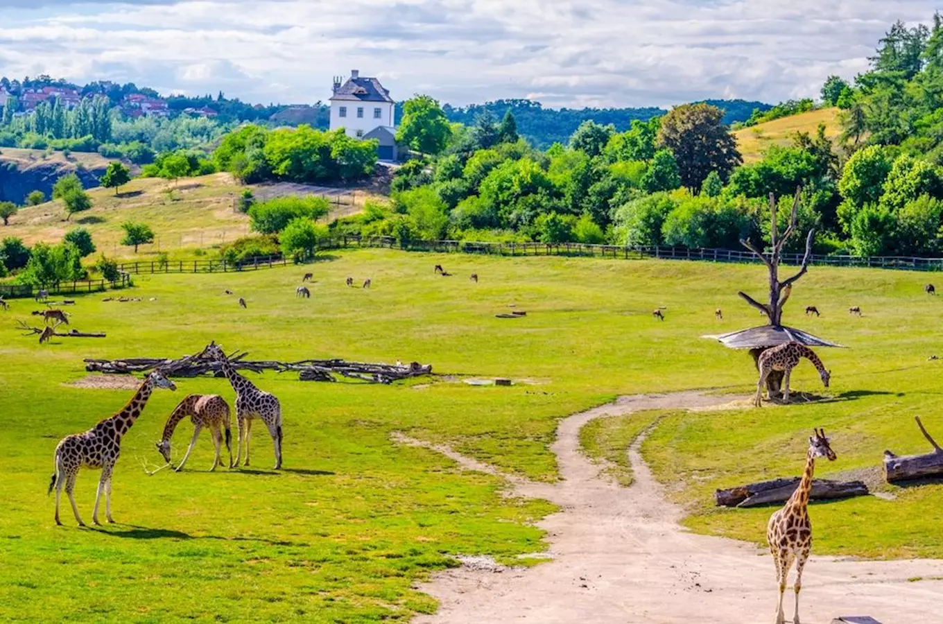 Giraffes in zoo enclosure