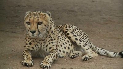 Puma ležící na zemi s typickým skvrnitým srstí.