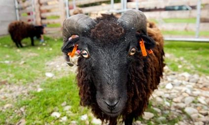 Černý beran s rohy stojí venku v zoologické zahradě.