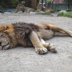 Mužský lev leží na zemi v zoo s dalšími lvy pozadu.