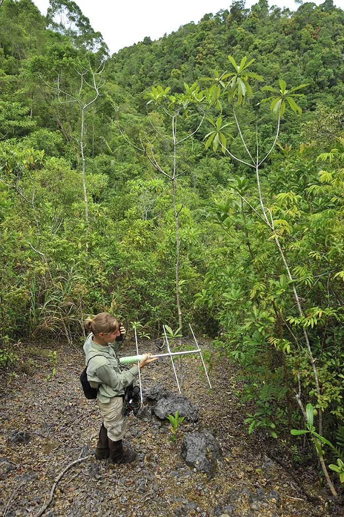 Woman measuring tree sapling
