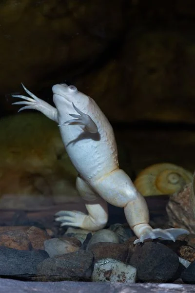 Bílá vodní žába drápatka stojí mezi kameny v akváriu.