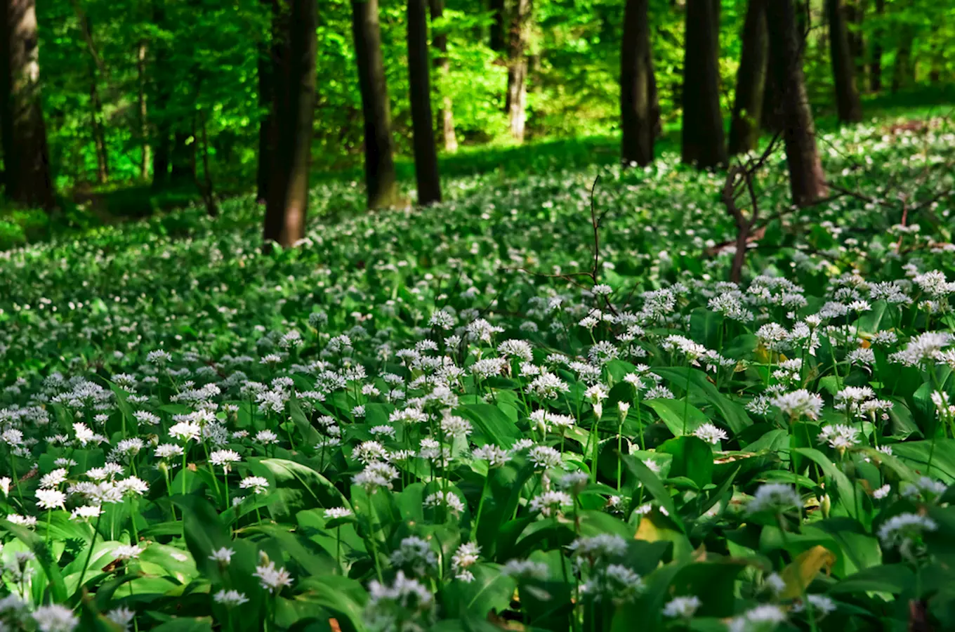 Květy medvědího česneku pokrývají lesní podlahu v ČR.