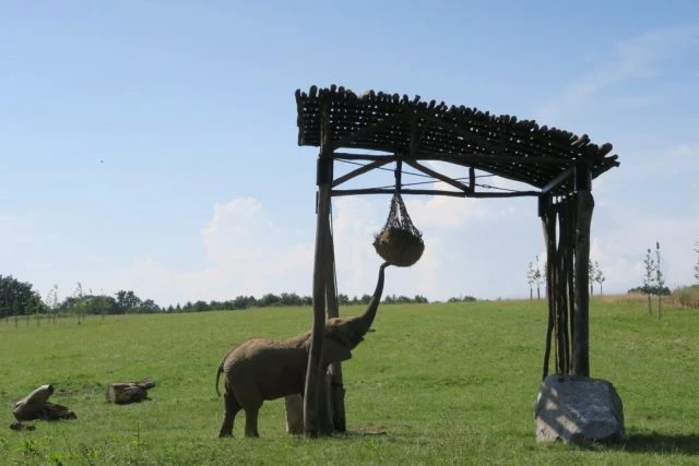 Slon se snaží dostat k jídlu pod dřevěnou konstrukcí v zoologické zahradě.