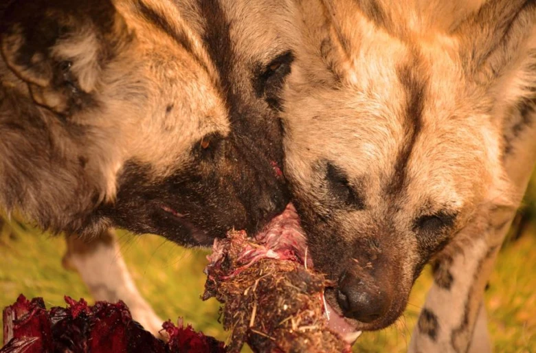 Dva africké psi hyenovití se krmí z mrtvého zvířete.