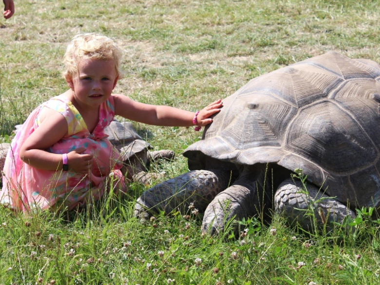 Elephant tortoise with child