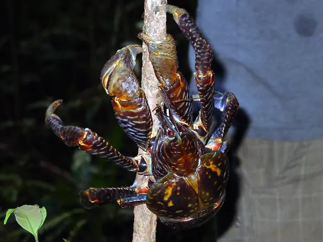 Velký kokosový krab se drží na kmeni stromu v přírodě.