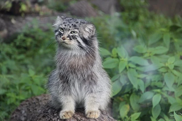 Manul kočka divoká sedí na skále v přírodě.