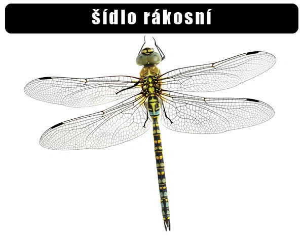 Detailní fotografie vážka na bílém pozadí.