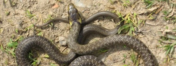 Brown snake on ground