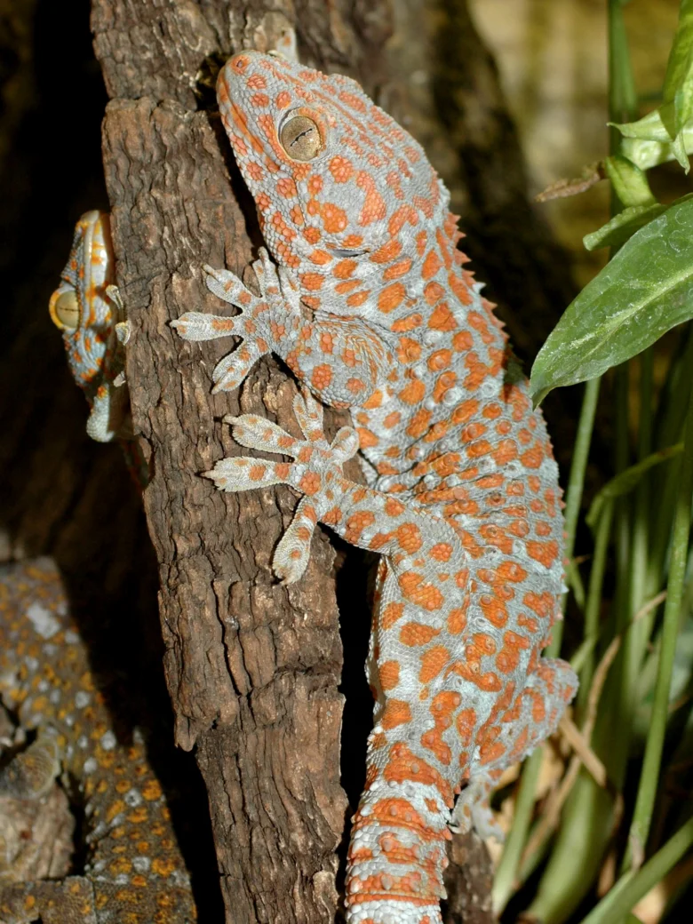 Obrovský gekon přichycený k kůře stromu s oranžovými skvrnami.