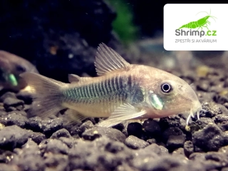 Aquatic fish on gravel