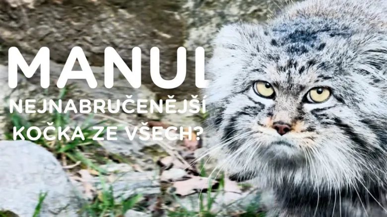 Portrétní fotografie divoké kočky manula s hustou srstí.
