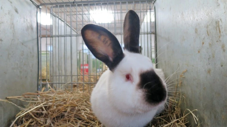 Rabbit in cage with hay