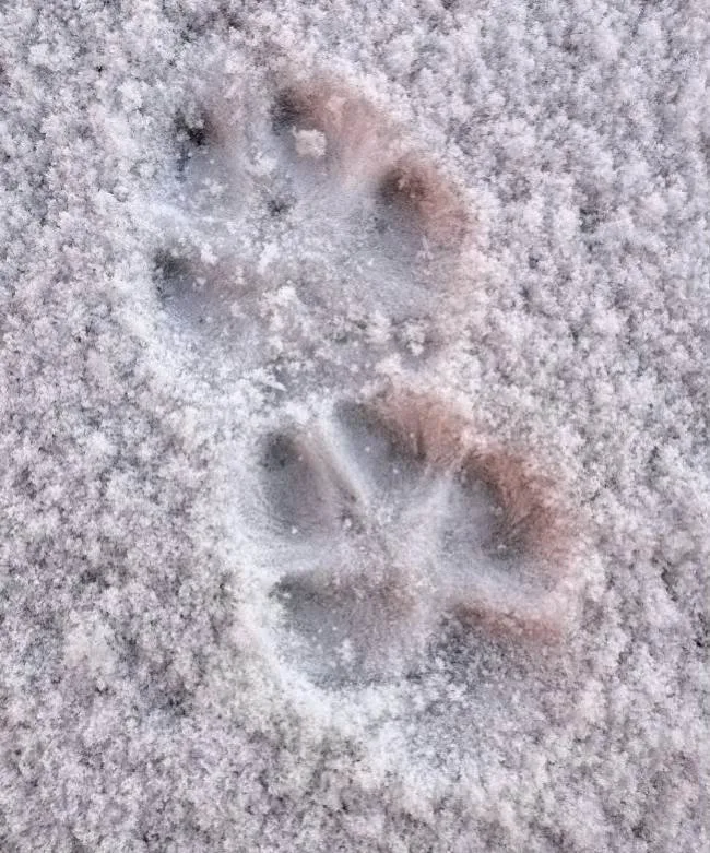 Fox paw print in snow