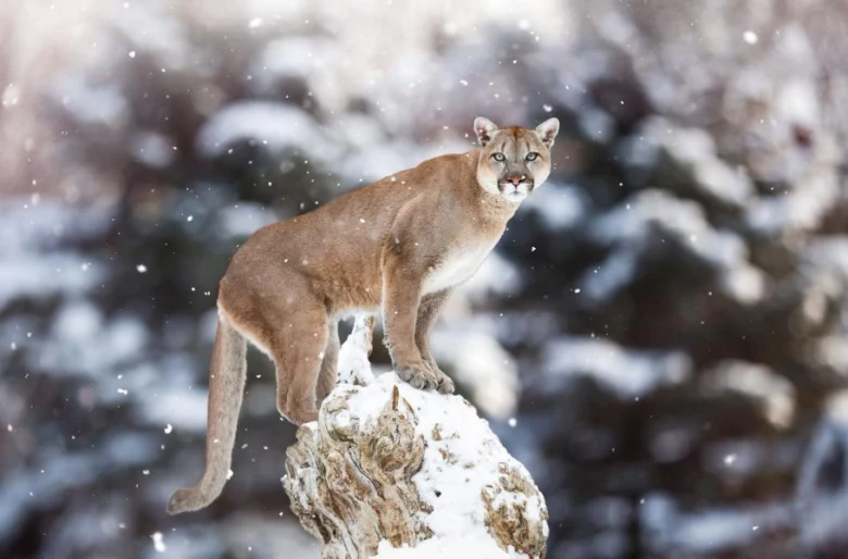 Americká puma stojí na sněhovém kmeni v zimním lese.