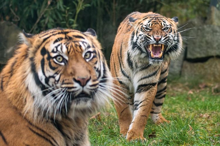 Dva tygři v zoo na trávníku, jeden řve.