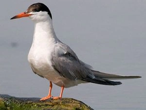 Kormorán sedící na skále u vody s oranžovým zobákem.
