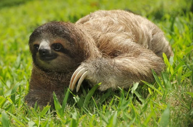 Tříprstý lenochod leží na zelené trávě s dlouhými drápy.