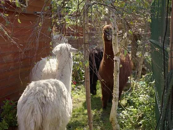 Skupina alpak nebo lama v ohradě s stromy.