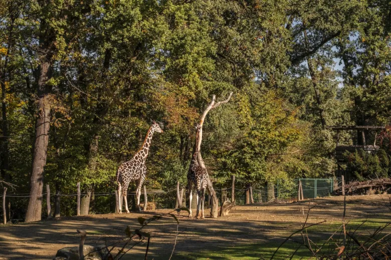 Dva žirafy v ohradě zoologické zahrady Lešná ve Zlíně.