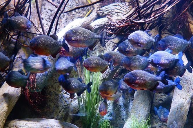 Skupina piraňí plave mezi kameny a dřevem v akváriu.