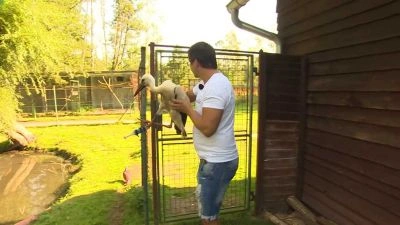 Man holding stork chick