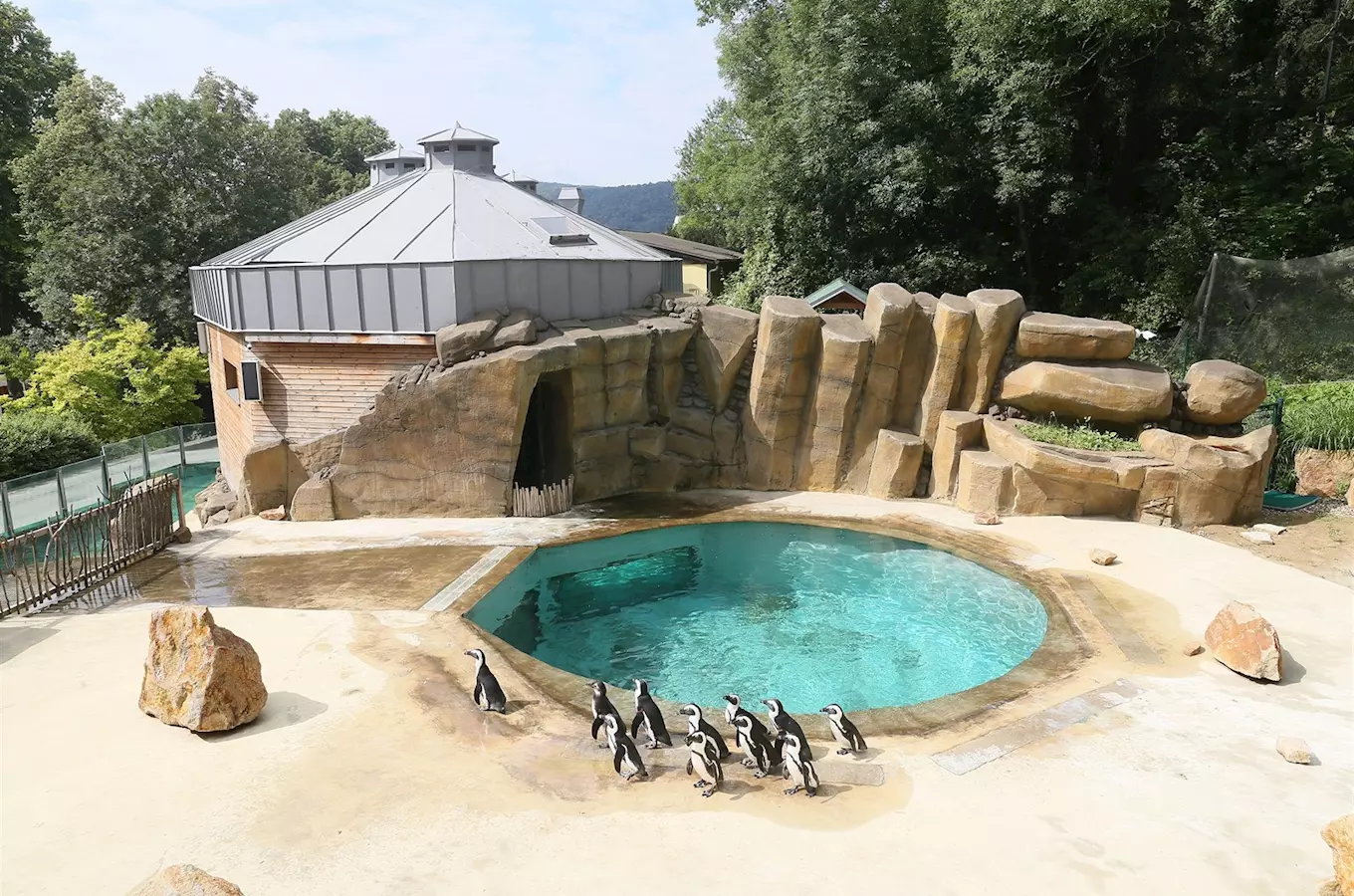 Pinguini v umělém výběhu s bazénem ve zvířatě zahradě.
