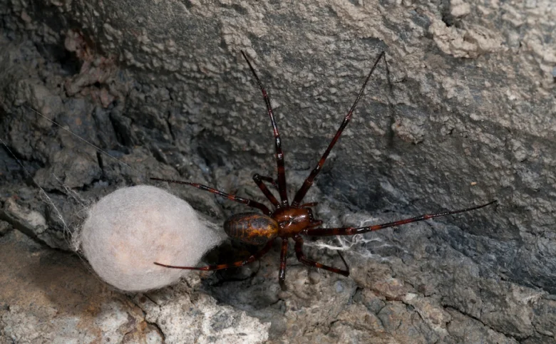 Pavouk křižák pruhovaný s vajíčkovým balíčkem na skále.