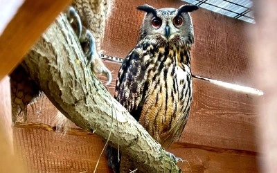 Eurasian eagle-owl perched on branch