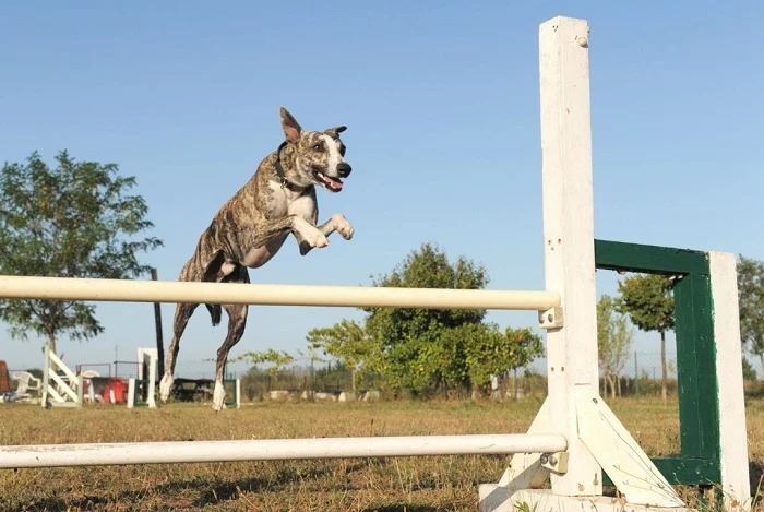 Brindle whippet skáče přes překážku venku.