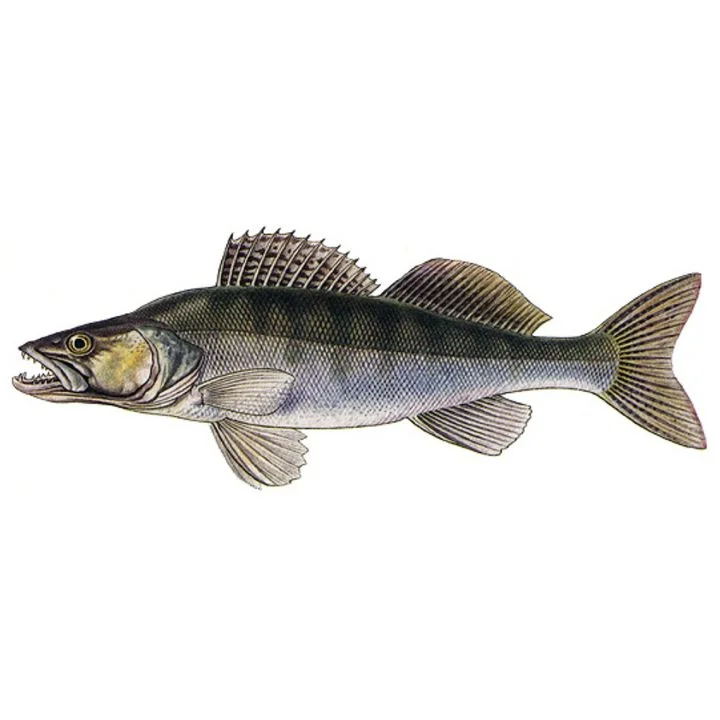 Ilustrace evropského okouna s ostrými zuby a pruhovaným tělem.