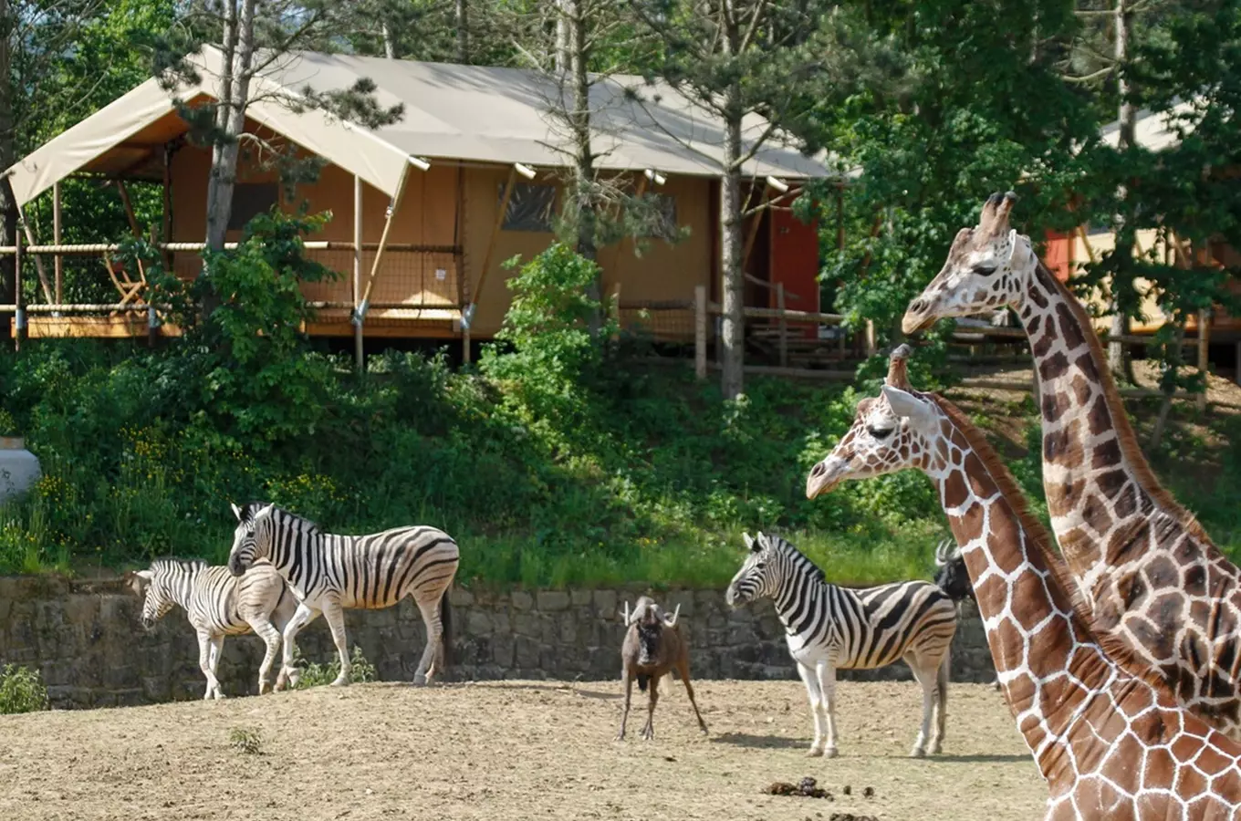 Glamping s zvířaty v přírodě u Dvůr Králové