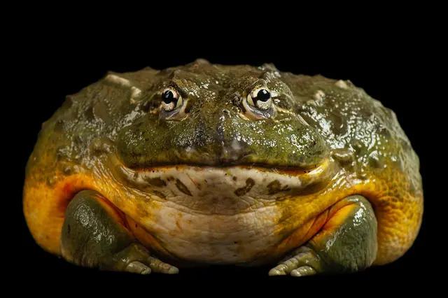 Fotografie velkého žabího druhu s širokou pusou na černém pozadí.