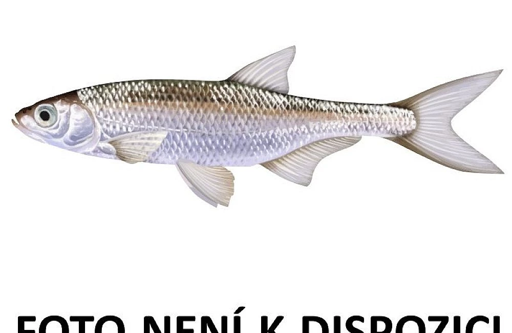 Ilustrace obecného oukleje na bílém pozadí.