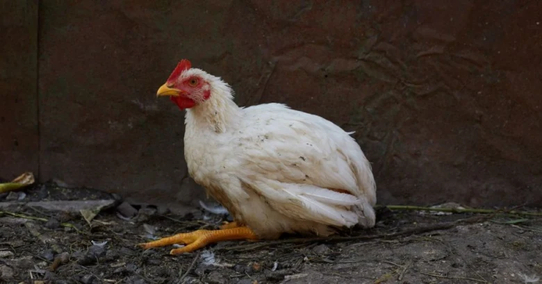 Bílá slepice sedí na zemi před hnědou zdí.