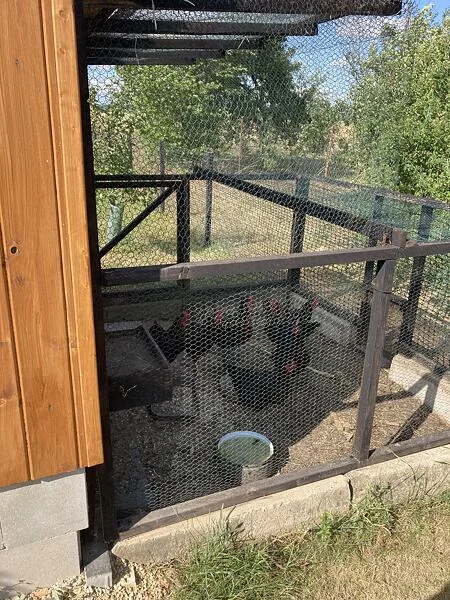 Kokety v kleci s krmivem pro domácí chov slepic
