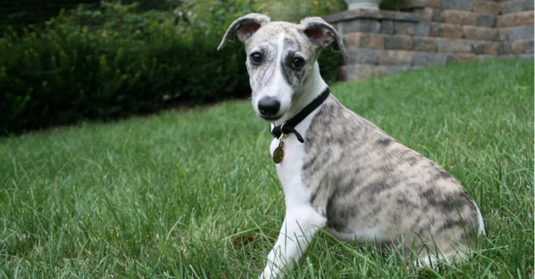 Brindle whippet pes sedí na trávníku venku.